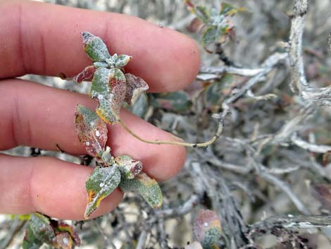 Las Vegas Buckwheat (Eriogonum corymbosum)