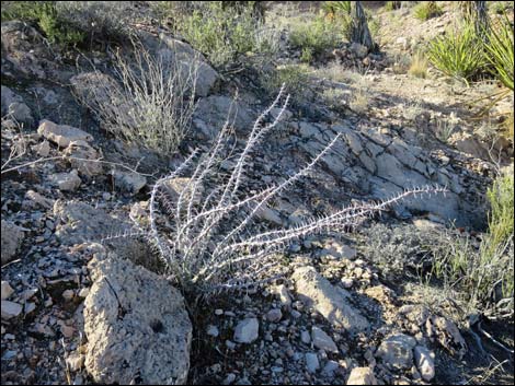 Ocotillo (Fouquieria splendens)