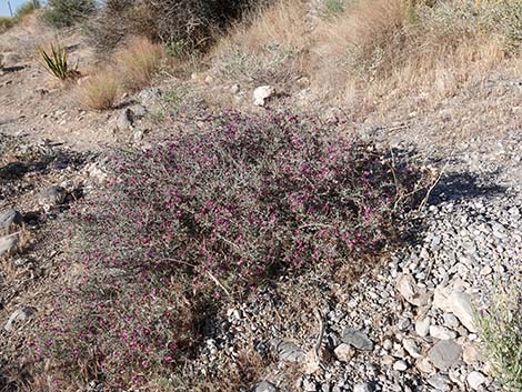 Littleleaf Ratany (Krameria erecta)