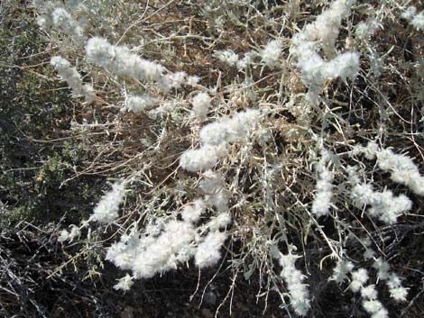 Winterfat (Krascheninnikovia lanata)