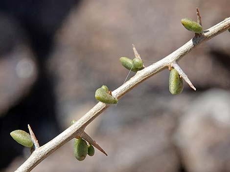 Anderson's Desert-thorn (Lycium andersoni)