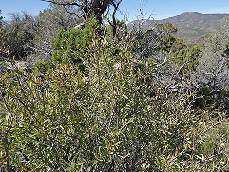 Wild Crab Apple (Peraphyllum ramosissimum)