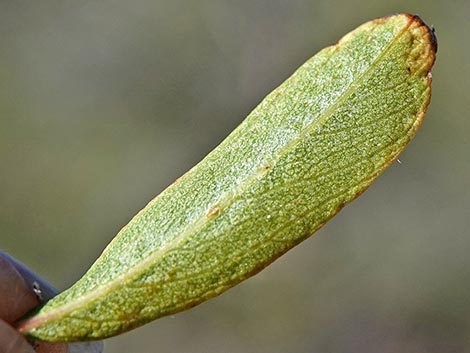 Wild Crab Apple (Peraphyllum ramosissimum)