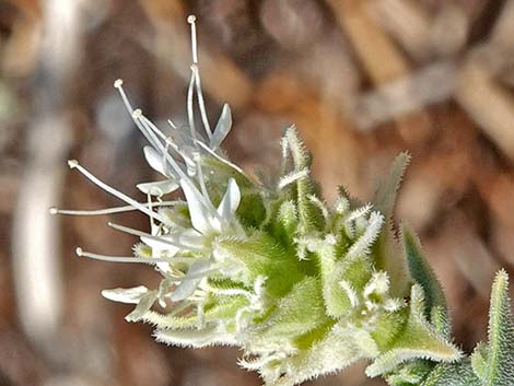 Thurber's Sandpaper Plant (Petalonyx thurberi)