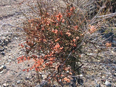 Mesquite Mistletoe (Phoradendron californicum)