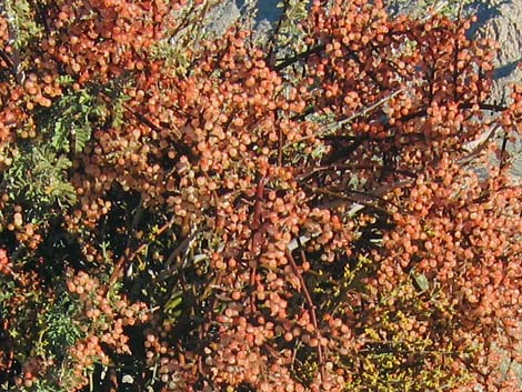 Mesquite Mistletoe (Phoradendron californicum)