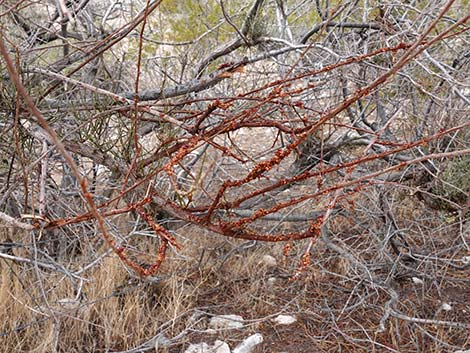 Mesquite Mistletoe (Phoradendron californicum)