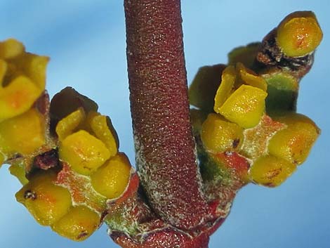 Mesquite Mistletoe (Phoradendron californicum)