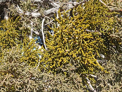 Juniper Mistletoe (Phoradendron juniperinum)