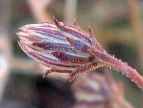 Bush Arrowleaf (Pleurocoronis pluriseta)