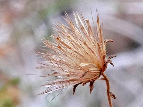 Bush Arrowleaf (Pleurocoronis pluriseta)