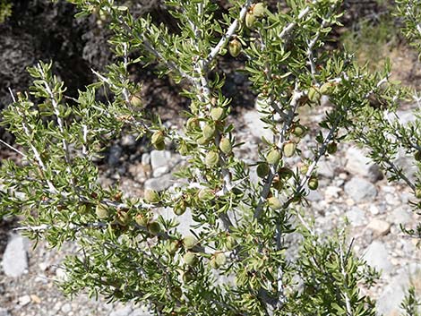Desert Almond (Prunus fasciculata)