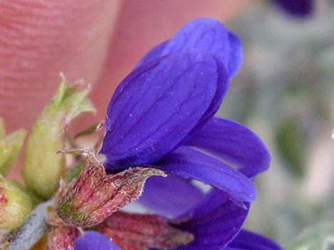 Fremont's Dalea (Psorothamnus fremontii)