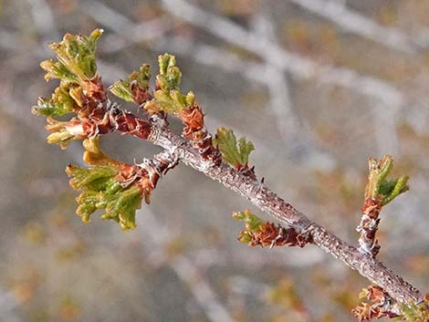 Desert Bitterbrush (Purshia glandulosa)