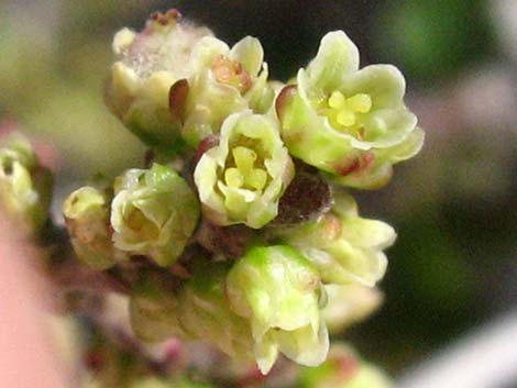 Skunkbush Sumac (Rhus trilobata)