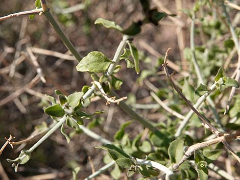 Mexican Bladdersage (Salazaria mexicana)