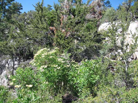 Blue Elderberry (Sambucus nigra)