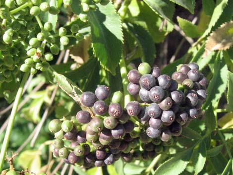 Blue Elderberry (Sambucus nigra)