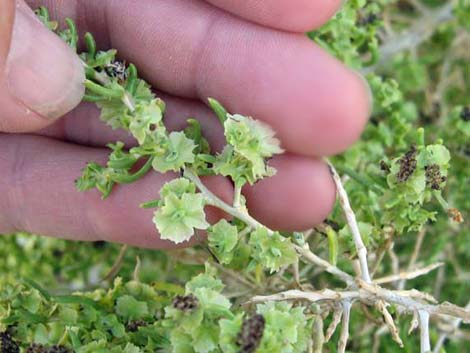 Greasewood (Sarcobatus vermiculatus)