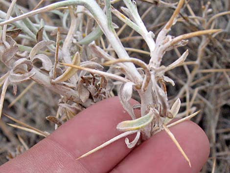 Mojave Cottonthorn (Tetradymia stenolepis)