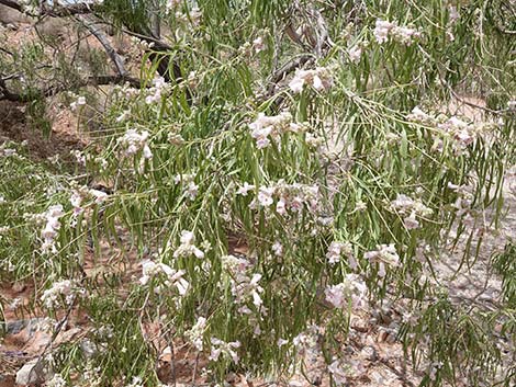 Desert Willow (Chilopsis linearis)