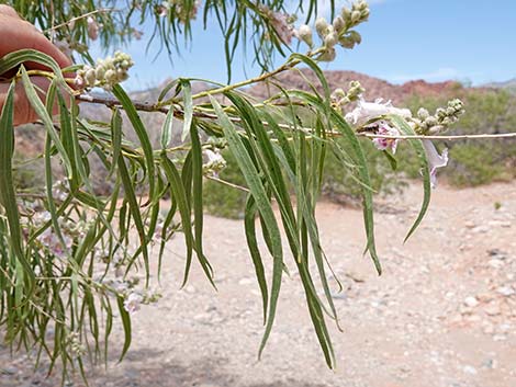 Desert Willow (Chilopsis linearis)
