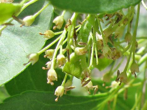 Singleleaf Ash (Fraxinus anomala)