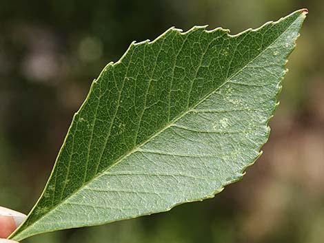 Velvet Ash (Fraxinus velutina)