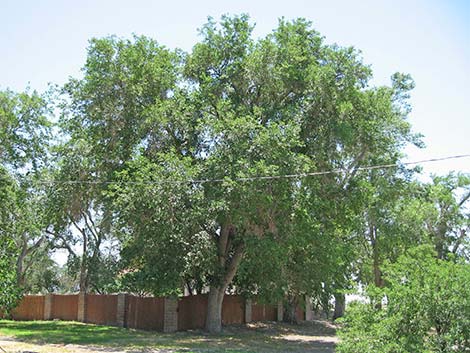 White Mulberry (Morus alba)