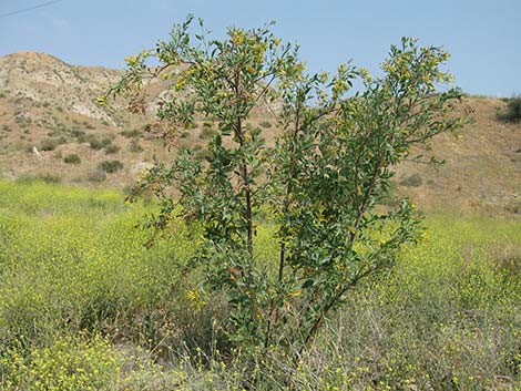 Tree Tobacco (Nicotiana glauca)