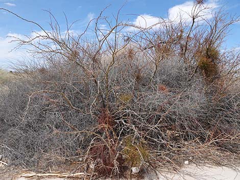 Honey Mesquite (Neltuma glandulosa)