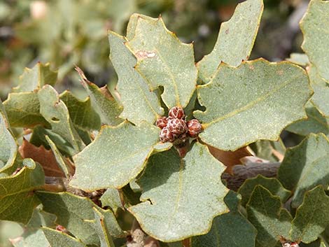 Shrub Live Oak (Quercus turbinella)