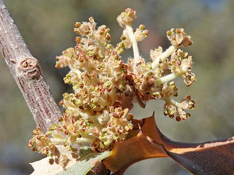 Shrub Live Oak (Quercus turbinella)