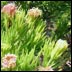 Wildflowers