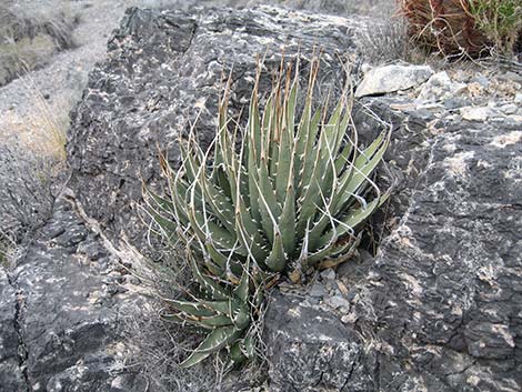 Ivory-spined Agave (Agave utahensis var. eborispina)
