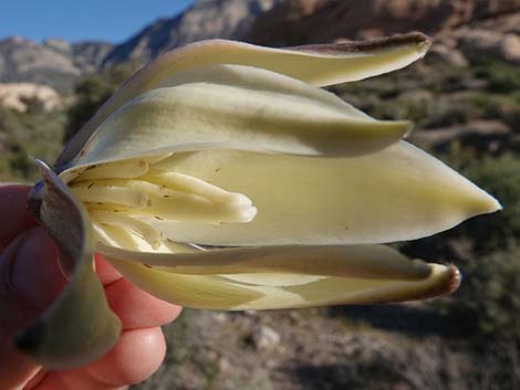 Banana Yucca (Yucca baccata)
