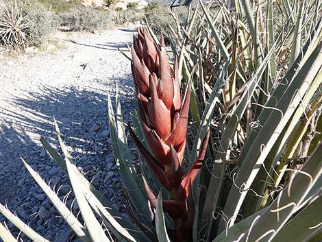 Banana Yucca (Yucca baccata)