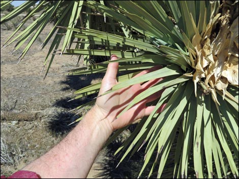 Western Joshua Tree (Yucca brevifolia)