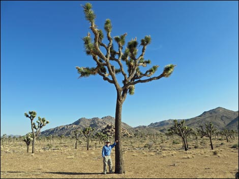 Western Joshua Tree (Yucca brevifolia)