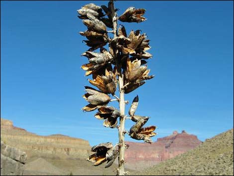 Soaptree Yucca (Yucca elata)