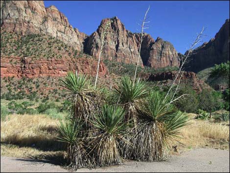 Soaptree Yucca (Yucca elata)