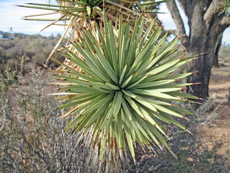 Joshua Tree (Yucca brevifolia)