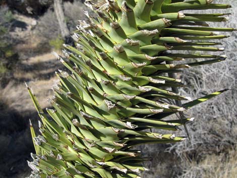 Joshua Tree (Yucca brevifolia)