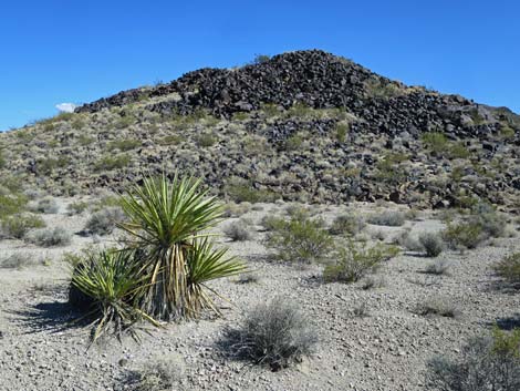 Mojave Yucca (Yucca schidigera)