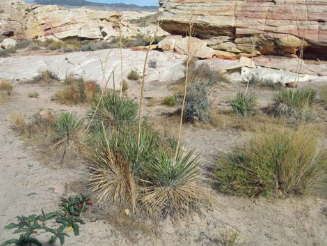 Utah Yucca (Yucca utahensis)
