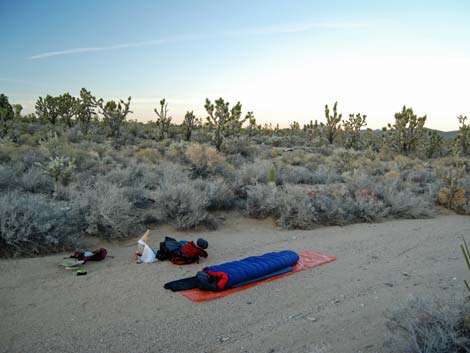 Wee Thump Joshua Tree Wilderness Area