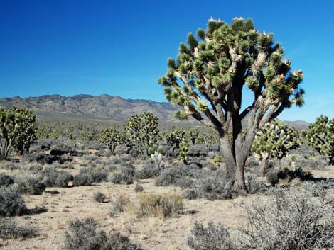 Wee Thump Joshua Tree Wilderness Area