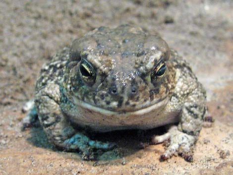 Arizona Toad (Anaxyrus microscaphus)