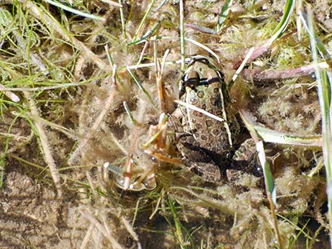 Lowland Leopard Frog (Rana yavapaiensis)