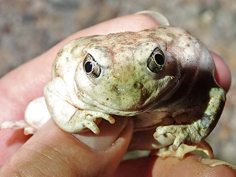 Great Basin Spadefoot (Spea intermontana)